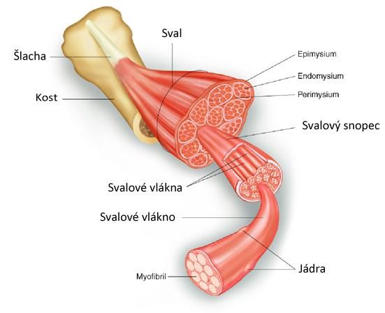 4. ANATOMIE SVALŮ, RŮST SVALSTVA, HLAVNÍ STABILIZAČNÍ SYSTÉM PÁTEŘE A SVALOVÁ DYSBALANCE 4.1. Svaly Svaly jsou aktivní složkou a výkonným orgánem pohybového systému.