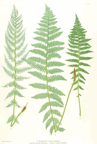 Athyrium