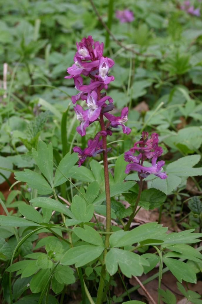 Corydalis