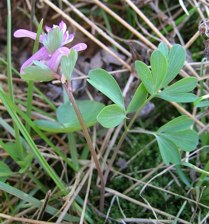 Corydalis