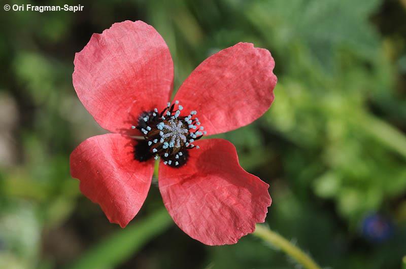 Papaver hybridum Korunní lístky cihlově zbarveny s