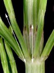 Equisetum