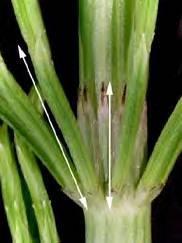 Equisetum