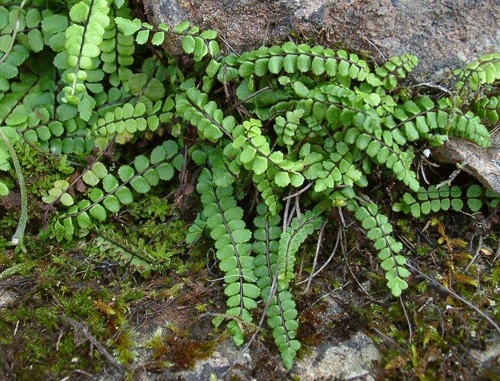 Asplenium