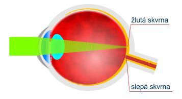 Vlastnosti oka: 1. Poloha oka se mění v závislosti na množství světelného záření, které dopadá na sítnici na optickou osu oka (žlutou skvrnu). 2.