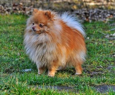 Pomeranian/Německý špic trpasličí psi BONITACE PRAHA 11.2.2017 BOWIE Lví domov oranžový 21 cm těsný zuby: PPN-P1,3, PD-P1, LN-P1,3, LD-P1 CMKU/NS/14118/16 * 23.1.2016 o: Enrico Lví domov TO m: Terry Lví domov TO chovatel: Miroslav Černohorský, Holasovice Miroslav Černohorský, Holasovice 215, 747 74 p.