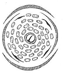 Ranunculaceae Samorostlík