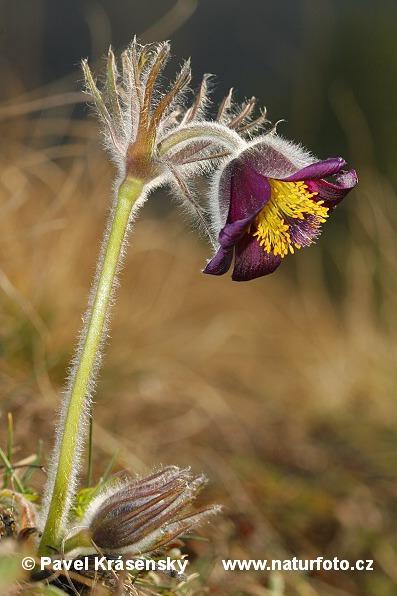 Koniklec luční (Pulsatilla pratensis) s