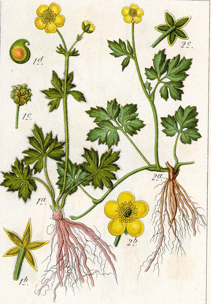 (Ranunculus repens)