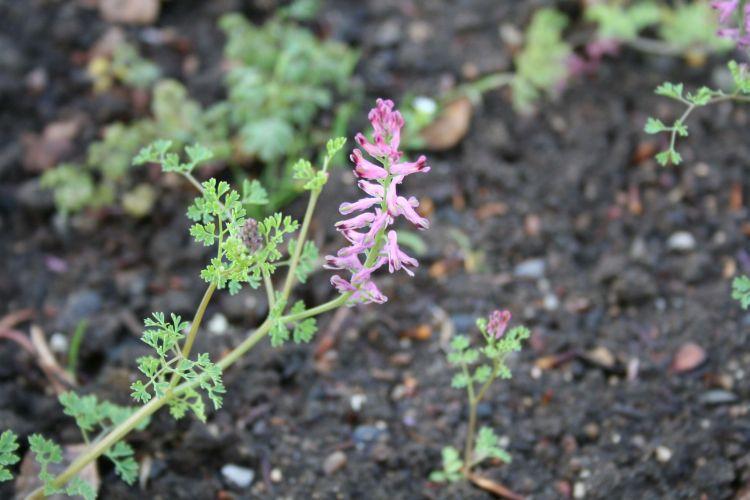 Papaveraceae Fumarioideae Jako plevelné se často vyskytují