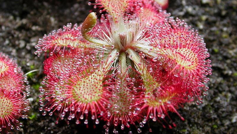 Rosnatka (Drosera) je jedním z druhově nejpočetnějších rodů masožravých rostlin.