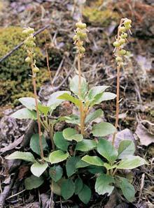plevel okoliãnat (Holosteum umbellatum) a kolenec MorisonÛv (Spergula morisonii).