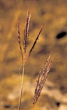 3 niensis).