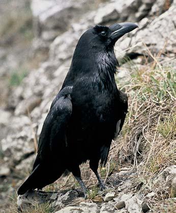 vzácného stfievlíka Epaphius rivularis ãi atraktivního tesafiíka piïmového (Aromia moschata). Z obratlovcû jsou nejv znamnûj ími obyvateli P ovky hybridní populace sekavcû Cobitis elongatoides a C.