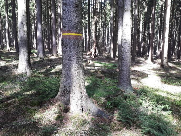 pruhy označený strom