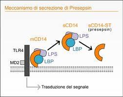 Presepsin nový specifický marker septických stavů rozpustný N-terminální fragment CD14 CD14 je glykoprotein exprimovaný na povrchu membrány monocytů a makrofágů CD 14 je receptorem pro