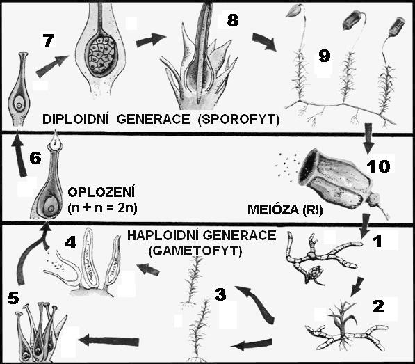 mechorostů, př. u frondózních játrovek nebo hlevíků, je rostlinka tvořena lupenitou (frondózní) stélkou. Používání termínů, např. lodyha nebo list, apod. je u mechorostů chybné.
