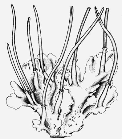 HLEVÍKY (ANTHOCEROTAE) 1.