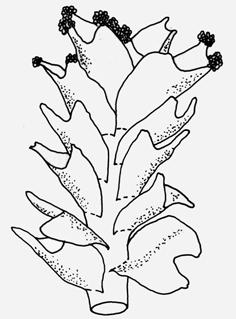 [podle Patonové - upraveno] Lístky játrovek jsou ukázkou velké morfologické rozmanitosti těchto rostlin. Plocha fyloidů bývá často dělená v laloky, které mohou být velikostně i tvarově odlišné (r.