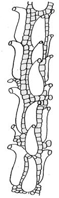vody; buněčná síť: 1 úzké a dlouhé chlorocysty, 2 mrtvé hyalocysty vyztužené vzpěrami; tobolka na pseudopodiu.