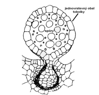 stádia, zatímco spermatozoidy mechorostů jsou vždy biciliátní (pohybují se pomocí dvou funkčních bičíků). Zastáncem této teorie byl v devatenáctém století Van Tieghem.