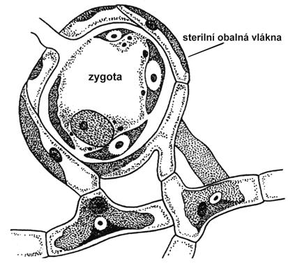 VZNIK MECHOROSTŮ Z HNĚDÝCH ŘAS (CHROMOPHYTA) Pro hypotézu, že předchůdci mechorostů mohou být hnědé řasy svědčí to, že obě skupiny mají mnohobuněčná gametangia (pohlavní orgány), která jsou navíc