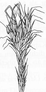 Campylopus introflexus (křivonožka vehnutá) má původní areál rozšíření na jižní polokouli. V Evropě byl poprvé sbírán na Britských ostrovech v r. 1941.