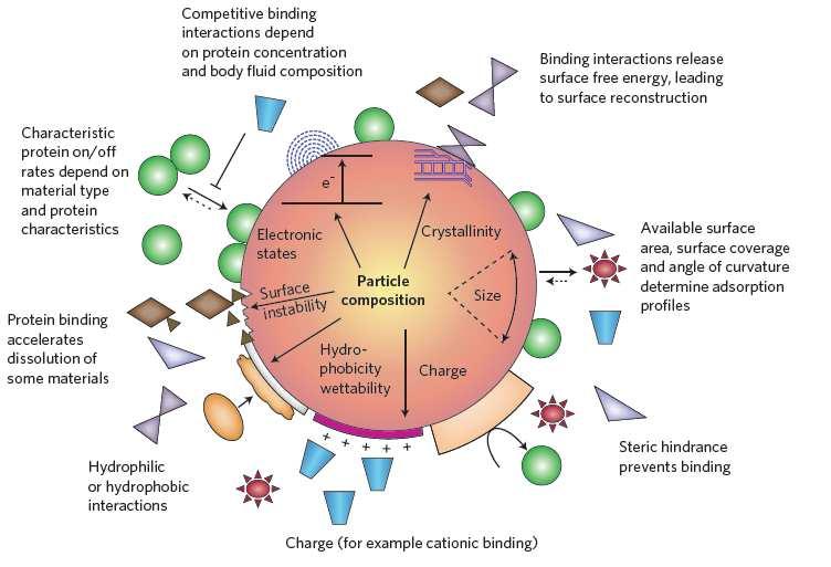 Navázání / uvolnění proteinů typ materiálu, charakter proteinů Navázání proteinů rozpouštění některých materiálů Kompetitivní vazebné interakce koncentrace proteinů a složení tělních tekutin Stav