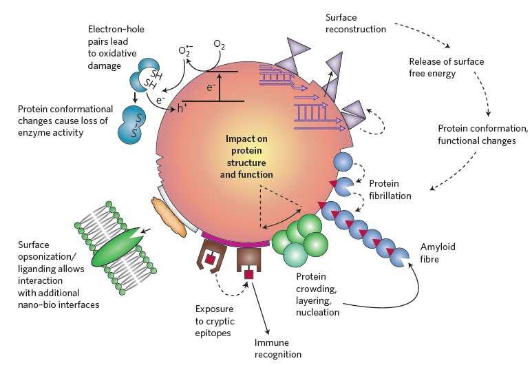Páry elektrondíra oxidativní poškození Konformační změny proteinů ztráta enzymatické aktivity Vliv na strukturu a funkci proteinů Rekonstrukce povrchu Vláknění proteinů Změna povrchového napětí Změna