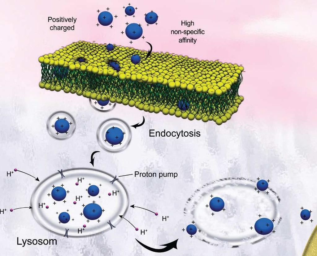 nespecifická afinita Endocytóza Endocytóza Protonová pumpa