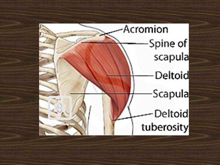 Anatomie