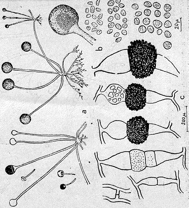 Rhizopus nigricans na živých částech rostlin a celkový vzhled plísně b