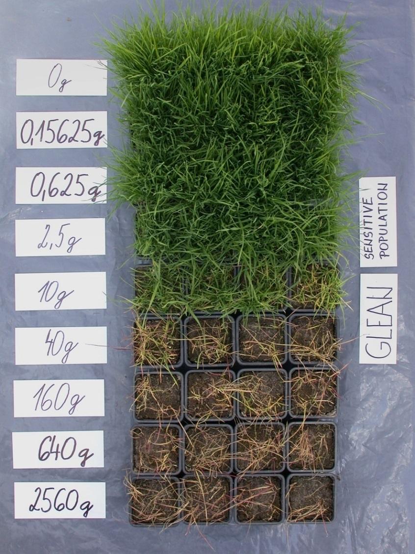 Chundelka metlice chlorsulfuron Hamouzová 2010 Registrovaná dávka