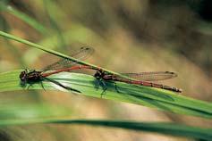 skalnice lepá (Helicigona faustina). Tfietí bioregion, Nízkojesenick, patfií do podprovincie Hercynské a je charakteristick spí e v skytem podhorsk ch druhû.