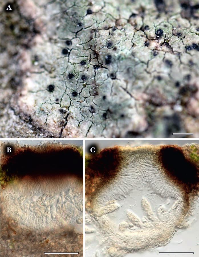 II. OBRAZOVÁ PŘÍLOHA Obr. 2. [Fig. 2.] Parabagliettoa cyanea (ZP19464), Holštejn, Vaňousovy díry, 18. 4. 2015, foto J.