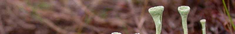 Cladonia fimbriata dutohlávka třásnitá (herbářová
