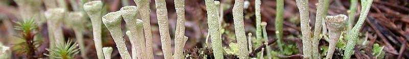 Druh Cladonia fimbriata má kmínky na vrcholu