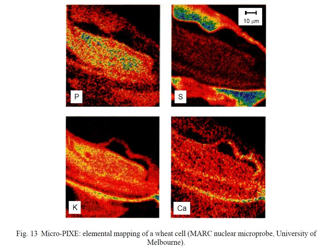Micro-PIXE Prvkové chemické mapy buňky pšenice
