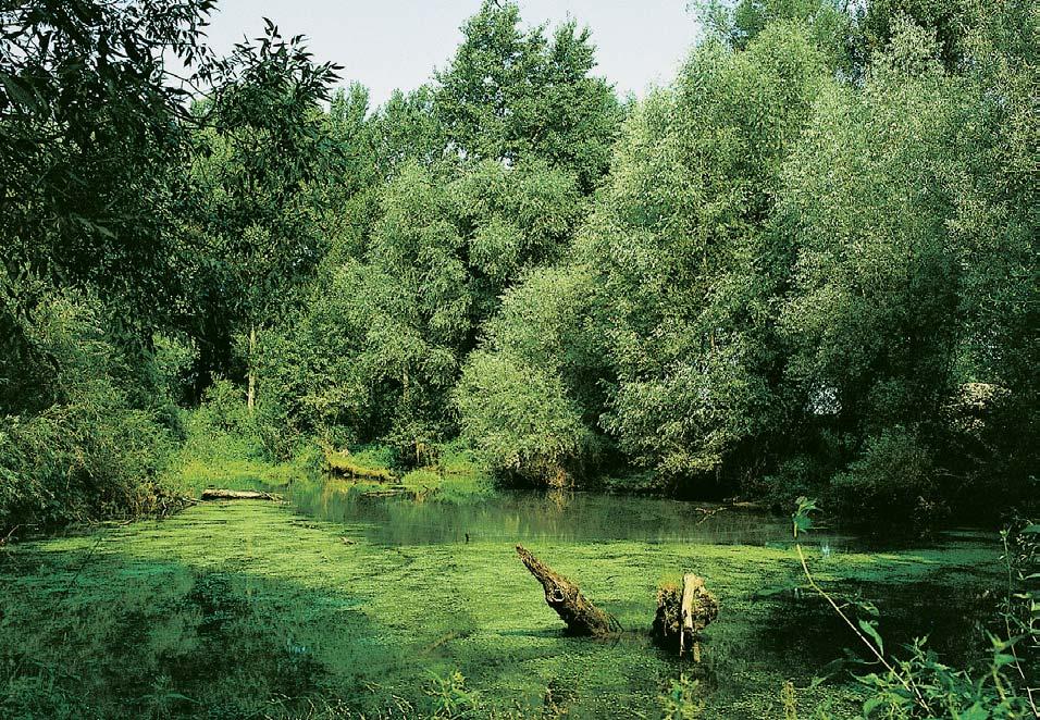 GEOLOGIE Geologické podloïí tvofií kvartérní tûrkové sedimenty pfiekryté povodàov mi hlínami, na nichï se vyvinuly fluvizemû. Umûle odstaven pûvodní pfiirozen meandr fieky Moravy byl na návrh prof.