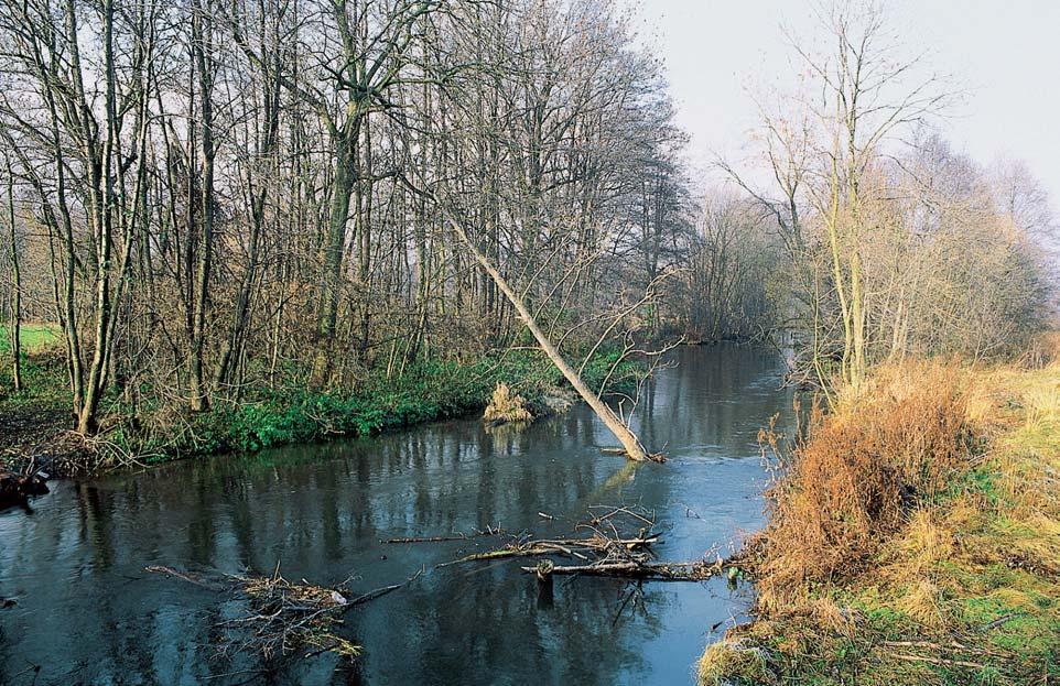 GEOLOGIE Pfiirozenû meandrující rameno fieky Moravy v iroké údolní nivû, tvofiené kvartérními tûrkopískov mi sedimenty a holocenními nivními hlínami, na kter ch se vyvinuly fluvizemnû.