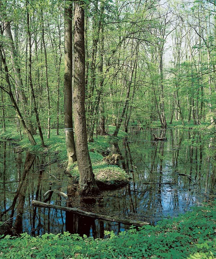 CHKO Litovelské Pomoraví strakapoud prostfiední (Dendrocopos medius), lejsek ed (Muscicapa striata) a na bfiezích Moravy moudivláãek luïní (Remiz pendulinus). Îijí zde bûïní obojïivelníci, mj.