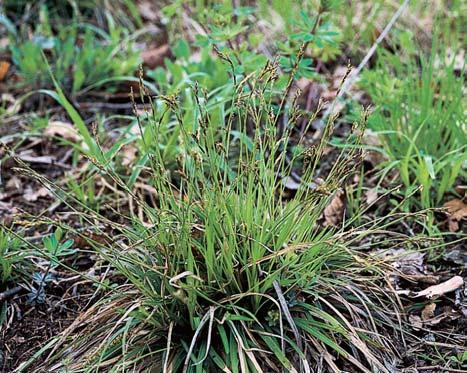 Souãást navrïené Krajinné památkové zóny Nové Zámky. GEOLOGIE BlíÏe fiece tvofií podloïí k jihu uklonûné fluviální písãité tûrky hlavní (kralické) terasy fieky Moravy ze spodního rissu.