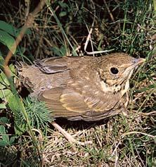V bylinném patfie se vyskytuje kromû ostfiice chlupaté (Carex pilosa), o. tfieslicovité (C.