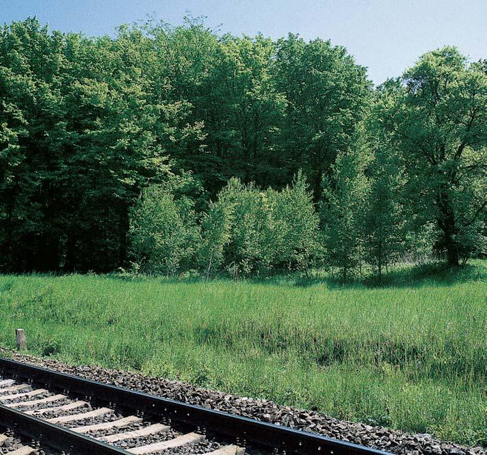 V podrostu se vyskytují ãetné vstavaãovité rostliny: okrotice bílá (Cephalanthera damasonium), kru tík modrofialov (Epipactis purpurata) a k. irolist (E.