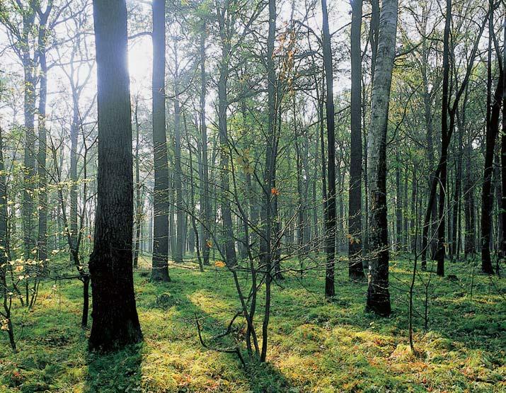 55 m V mûra: 3,7 ha Vyhlá eno: 994 Typicky vyvinuté pfiirozené lesní spoleãenstvo bezkolencov ch lipov ch dubohabfiin, mimofiádnû dobfie zachovalé, které zde dosahuje západního okraje svého roz