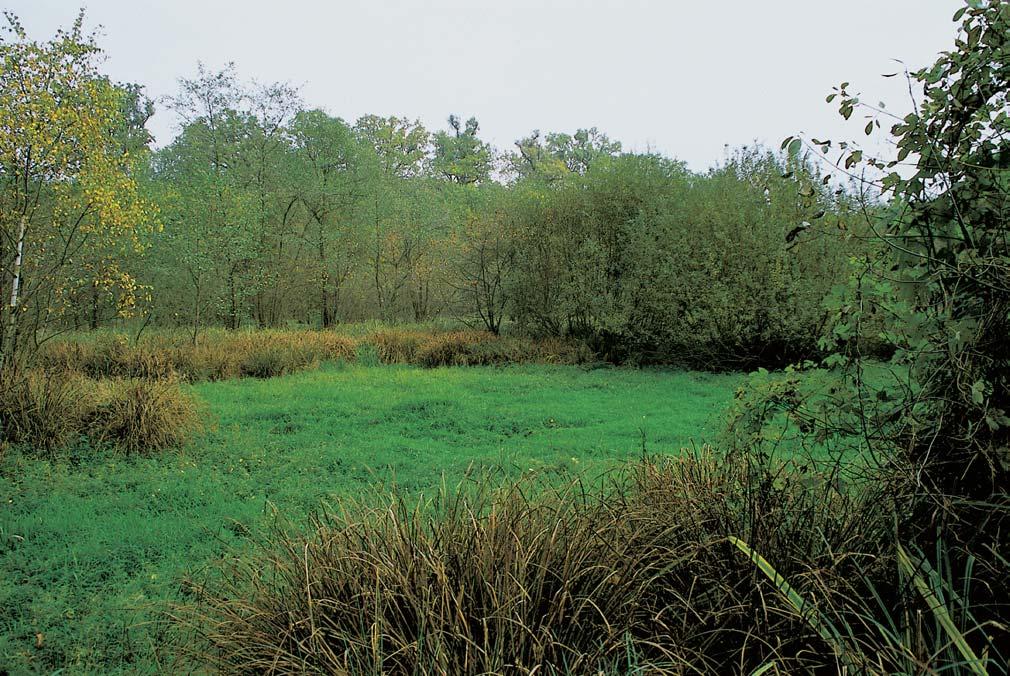 ostfiice vyv ená (Carex elata), o. prodlouïená (C. elongata), o. nedo áchor (C. pseudocyperus), o. pobfieïní (C. riparia), o. mûch fikatá (C. vesicaria), o. li ãí (C. vulpina), o. tfieslicovitá (C.