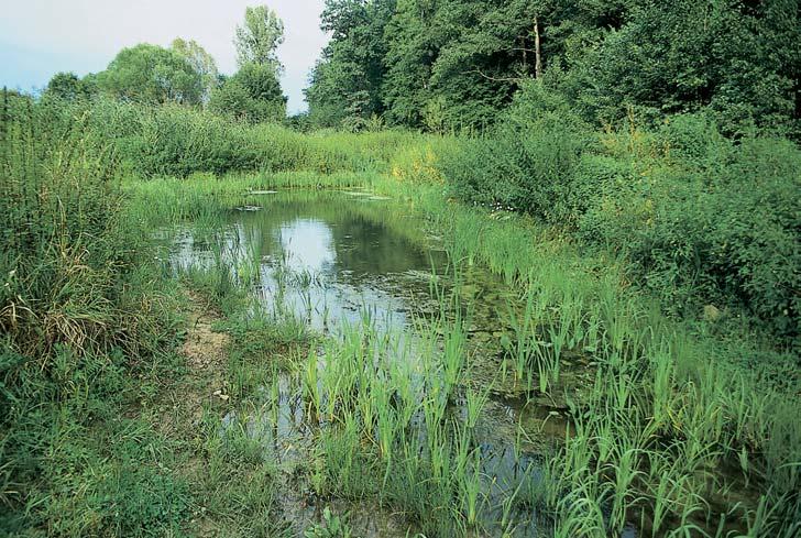 CHKO Litovelské Pomoraví 3 památka Za ml nem LeÏí 00 m severnû od osady Nové Ml ny (obec imice) mezi fiekou Moravou a západním úpatím Ml nského vrchu v oblasti Doubravy.