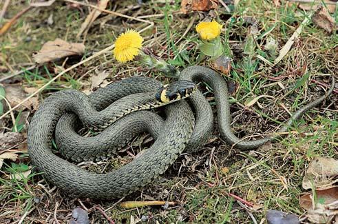 fragmenty vrbotopolového luhu na bfiezích fieky Moravy. GEOLOGIE Reliéf území je dán jeho polohou v nivû Moravy.