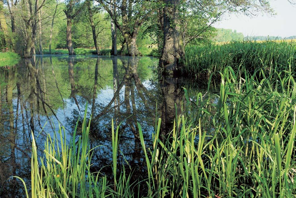 GEOLOGIE Geologické podloïí tvofií kvartérní tûrkové sedimenty pfiekryté fluvizemí glejovou (lokálnû i fluvizem typická).