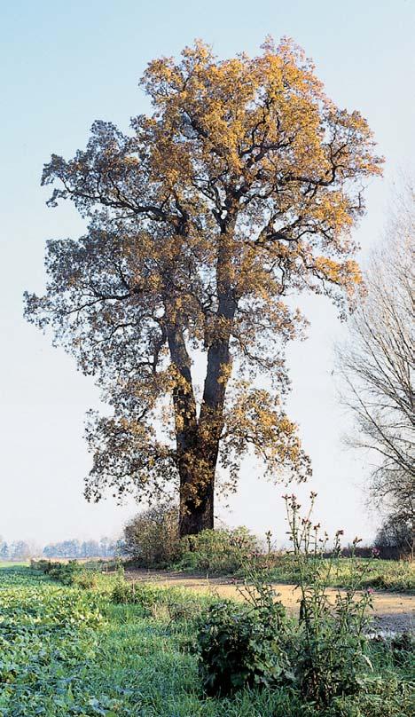 Památné stromy. Dub letní, k. ú. Horka nad Moravou, p. ã. 635, na bfiehu Ml nského potoka u cyklostezky v Horeckém lese. O: 370 cm, Vs: 30 m, S: 00 let.. Dub letní, k. ú. Hynkov, p. ã. 0/, v Panenském lese.
